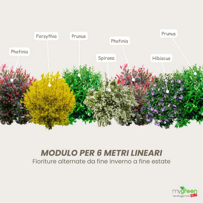 Siepe Fiorita Sempreverde: La scelta perfetta per il tuo giardino - Qual è la siepe più resistente siepe fiorita sempreverde - Qual è la siepe più resistente