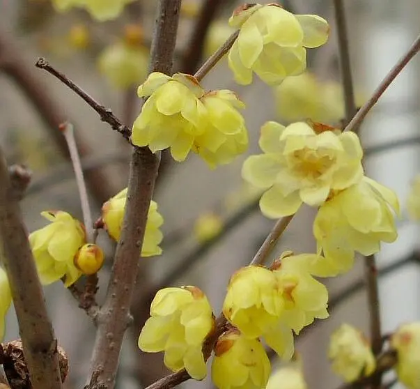 Albero che fiorisce in inverno: una meraviglia naturale - Quale albero fiorisce a gennaio albero che fiorisce in inverno - Quale albero fiorisce a gennaio