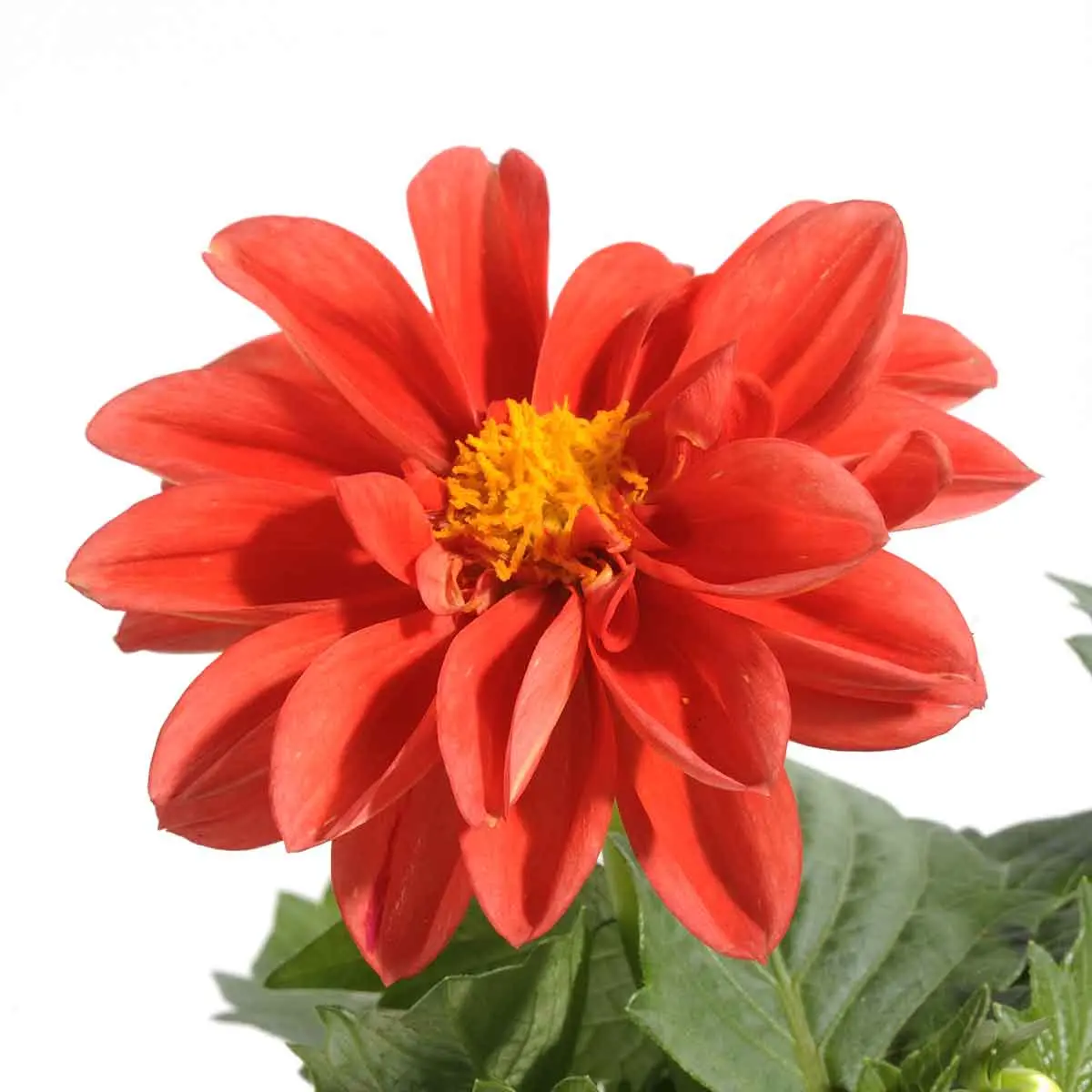 Perché la dalia in vaso non fiorisce: cause e soluzioni - Quale concime per le dalie dalia in vaso non fiorisce - Quale concime per le dalie