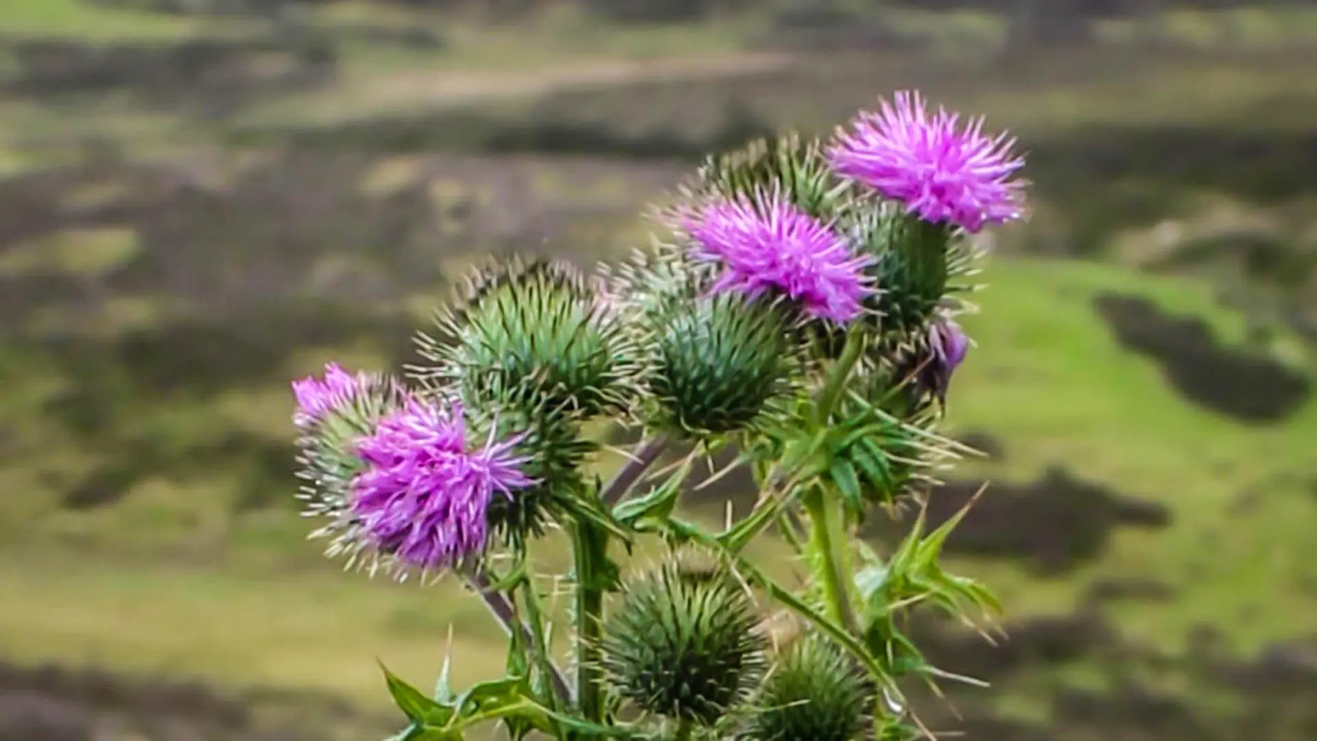 Il significato del fiore del cardo - Quale fiore e simbolo della Scozia cardo fiore significato - Quale fiore e simbolo della Scozia