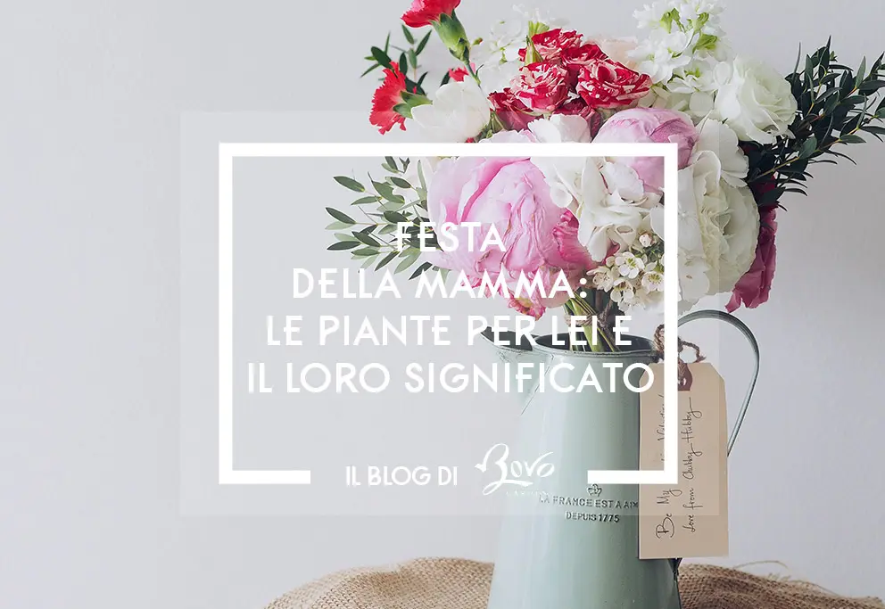 Fiore che simboleggia la famiglia - Quale fiore rappresenta i figli fiore che simboleggia la famiglia - Quale fiore rappresenta i figli