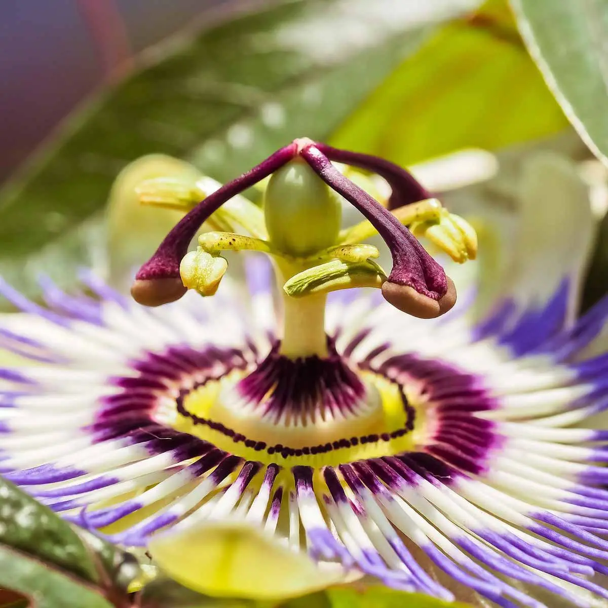 Quale fiore rappresenta il male? - Quale fiore rappresenta il male fiori significato esoterico - Quale fiore rappresenta il male
