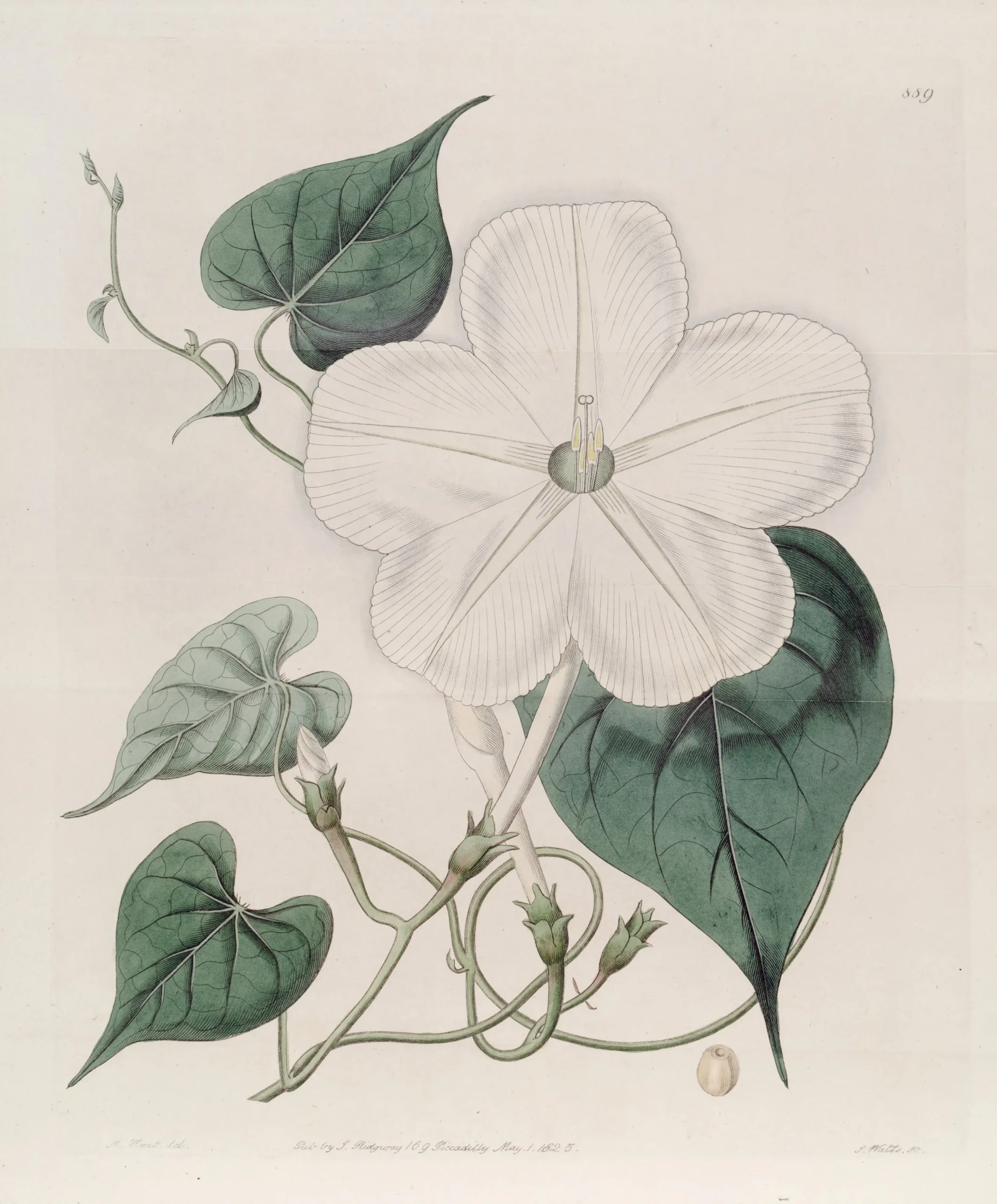 Fiore di Luna: Significato e simbolismo - Quale fiore rappresenta la salute fiore di luna significato - Quale fiore rappresenta la salute