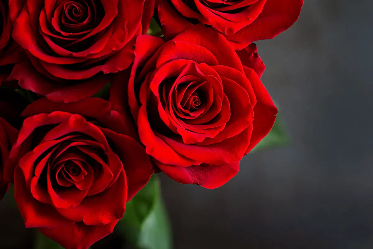 Il significato di 019872zjspixoril fior degli anni tuoi019872zjspixor nella poesia 019872zjspixora silvia019872zjspixor di Giacomo Leopardi - Quale illusione del cuore umano rappresenta Silvia il fior degli anni tuoi significato - Quale illusione del cuore umano rappresenta Silvia