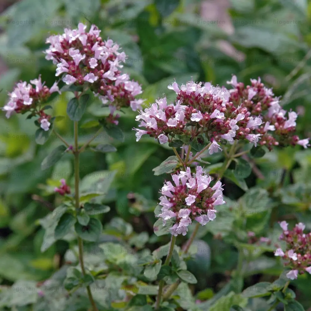 Fiori di Origano: un tesoro culinario e medicinale - Quale parte dell origano si usa fiori di origano - Quale parte dell origano si usa
