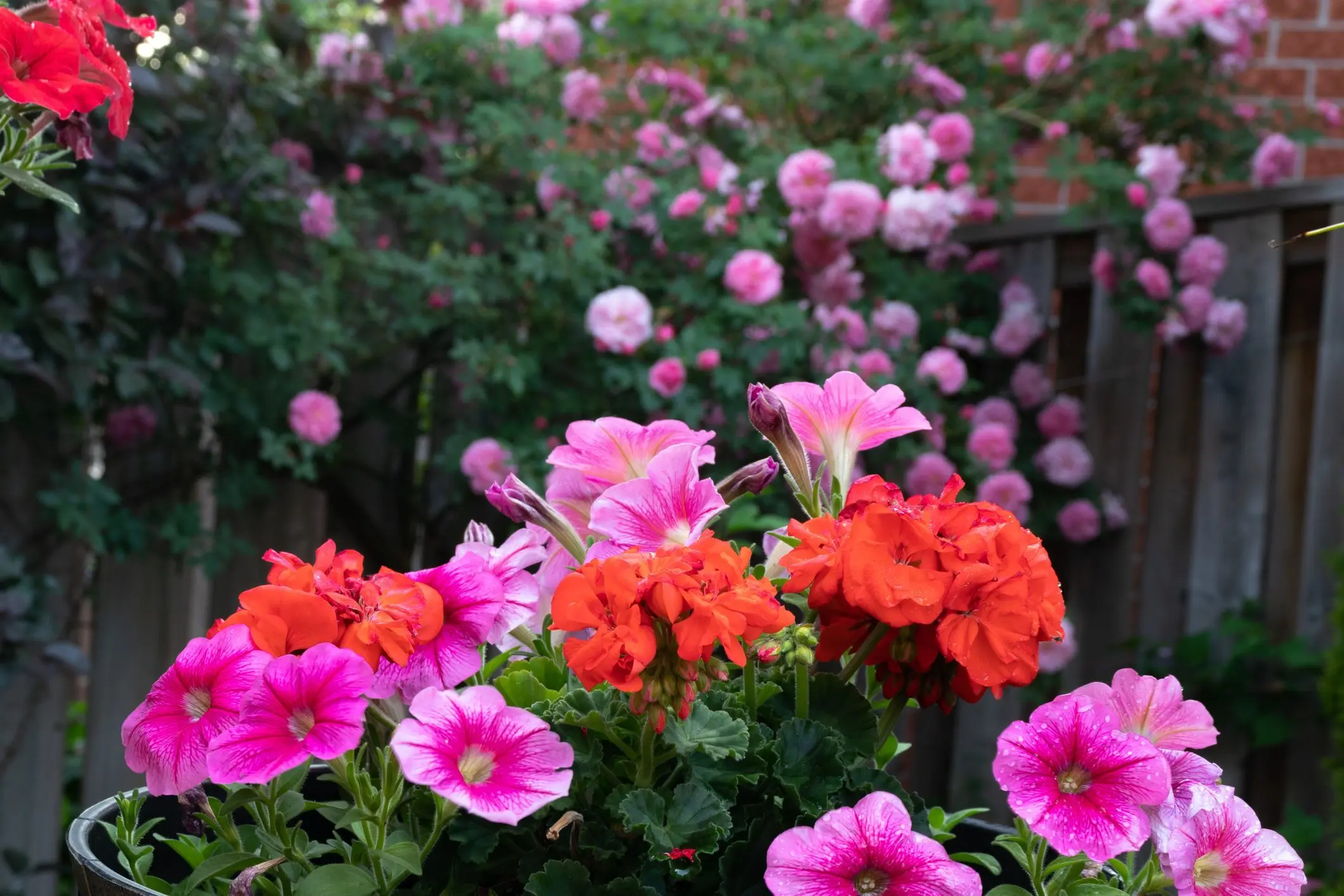 fiori di agosto - Quale pianta regalare ad agosto