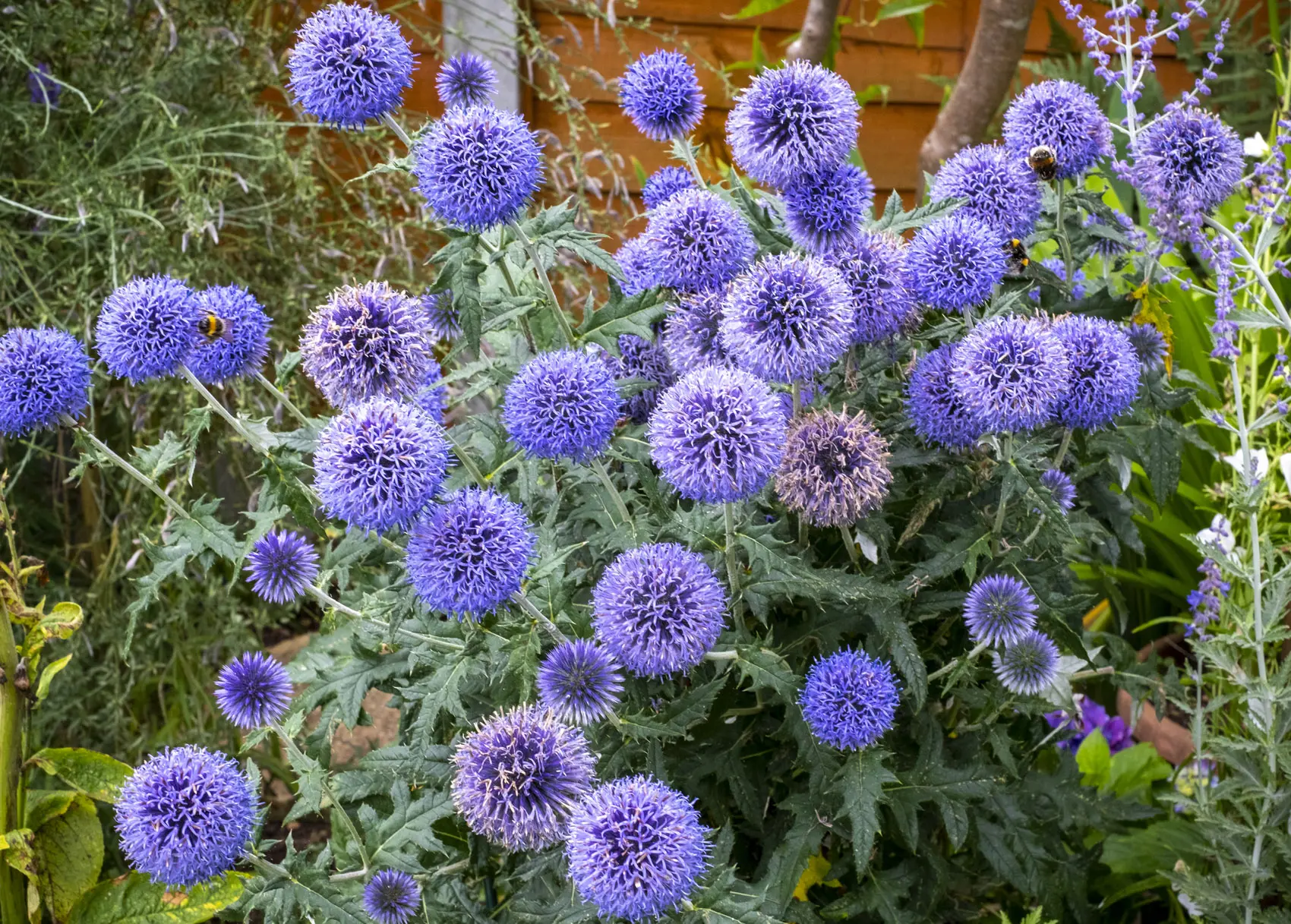 Fiori che hanno bisogno di poca acqua - Quale pianta soffre di meno per mancanza di acqua fiori che hanno bisogno di poca acqua - Quale pianta soffre di meno per mancanza di acqua
