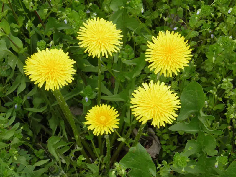 Fiori gialli simili al tarassaco: una guida completa - Quale pianta velenosa assomiglia al tarassaco fiori gialli simili al tarassaco - Quale pianta velenosa assomiglia al tarassaco
