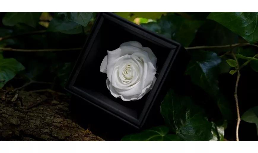 Fiore del Perdono: Il Modo Migliore per Chiedere Scusa - Quale rosa per chiedere scusa fiore del perdono - Quale rosa per chiedere scusa