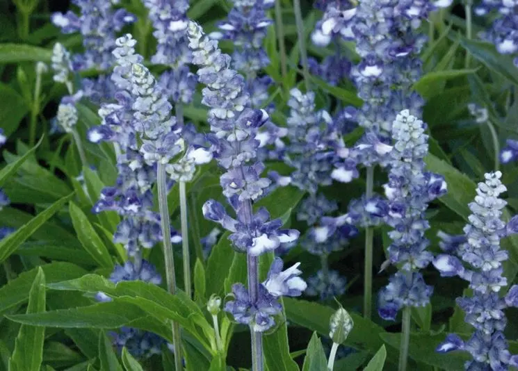 Salvia da fiore blu - Quale salvia è commestibile salvia da fiore blu - Quale salvia è commestibile