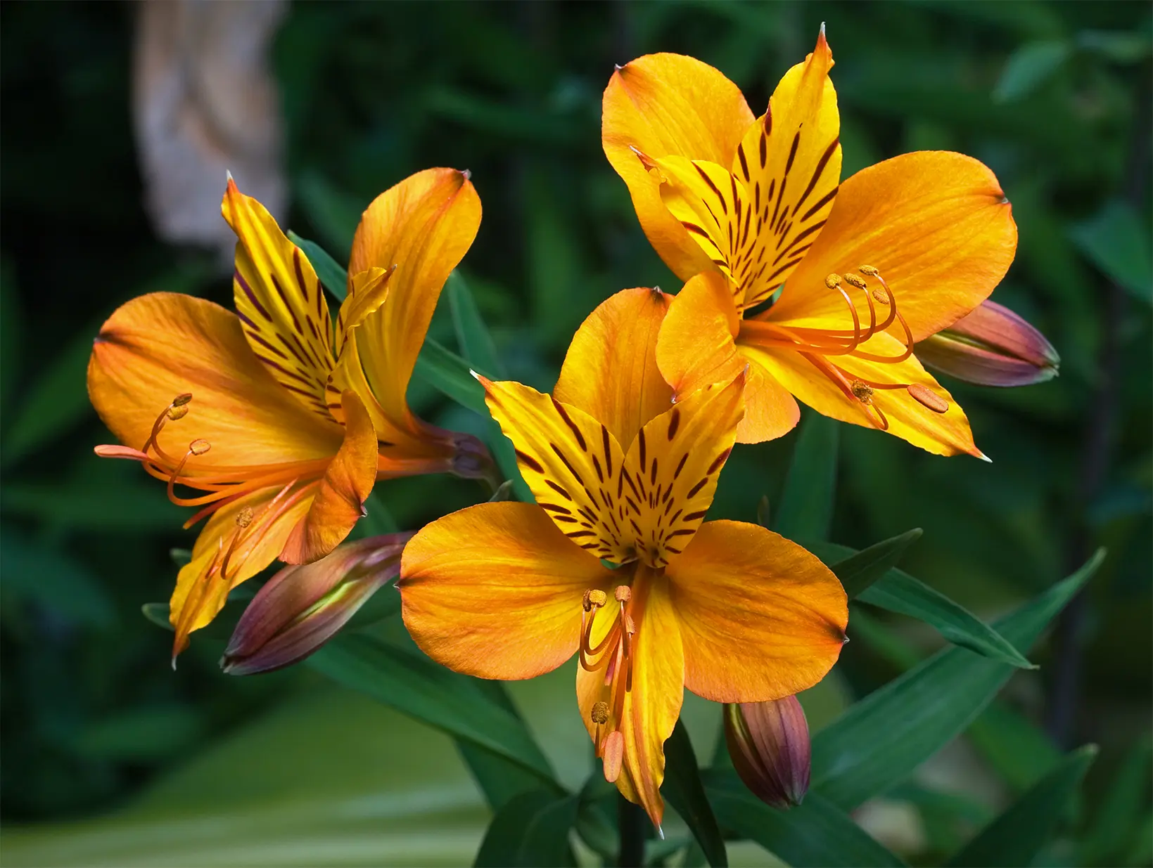 alstroemeria non fiorisce - Quale terriccio per Alstroemeria