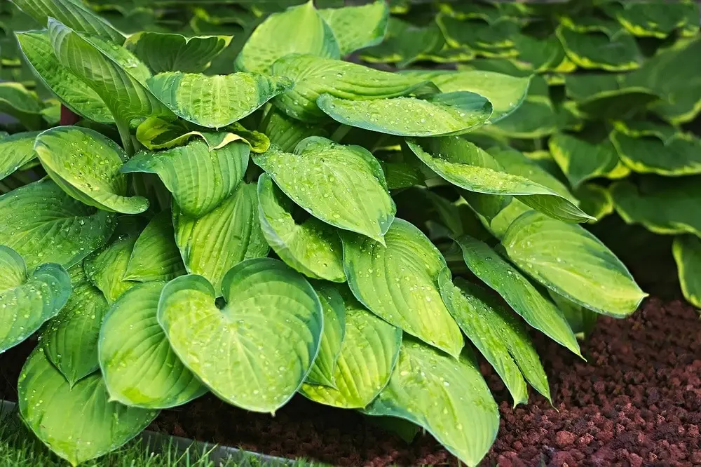 hosta fiore - Quale terriccio per Hosta