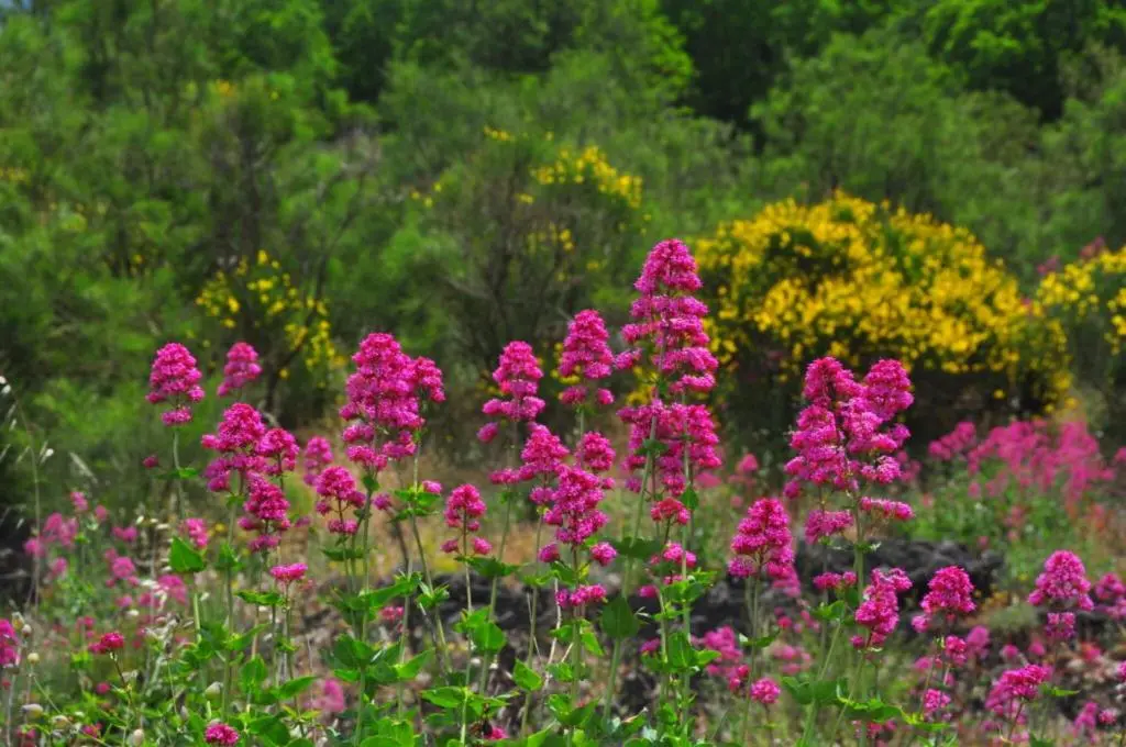 I fiori dell'Etna: una meraviglia della natura - Quale tipo di fauna si trova sull'etna i fiori dell'etna - Quale tipo di fauna si trova sull'etna