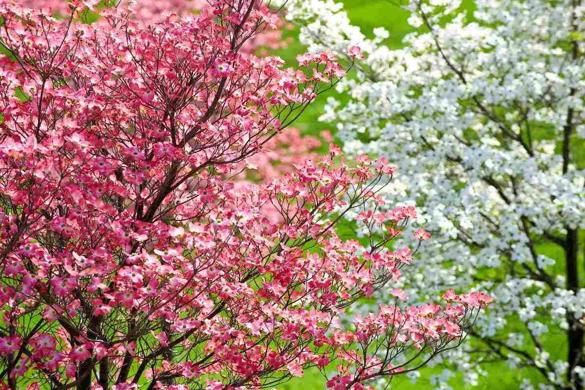 alberi che fioriscono in primavera - Quali alberi fioriscono a marzo