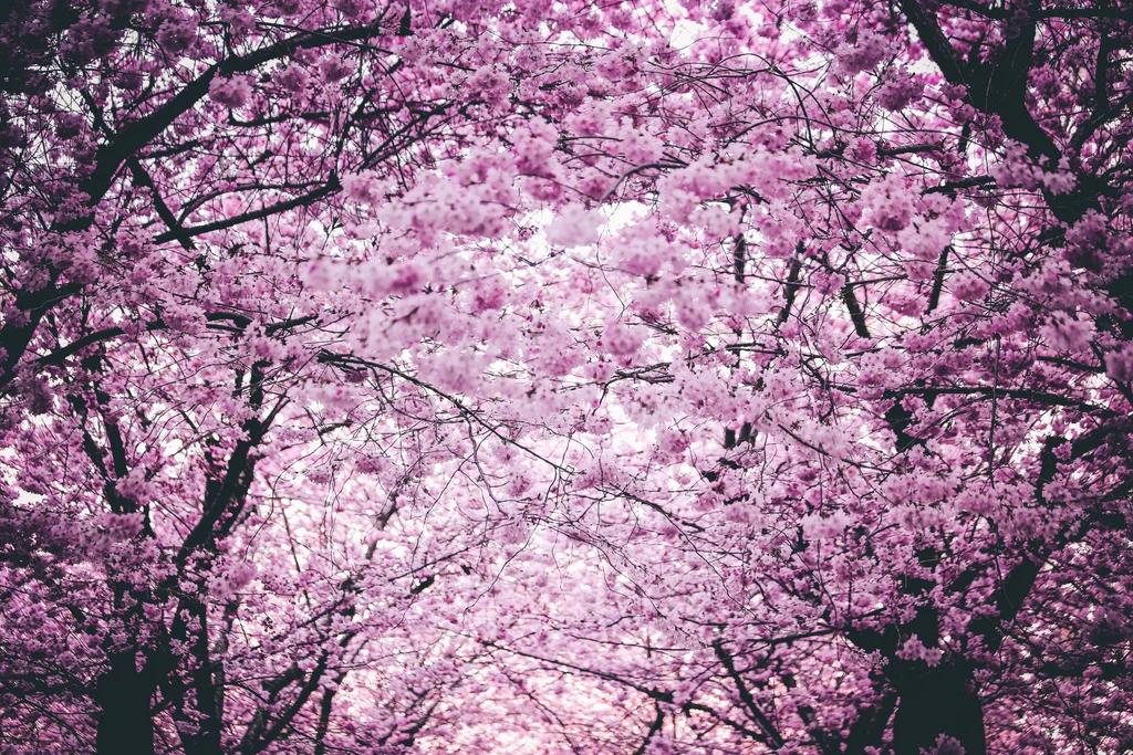 alberi fioriti - Quali alberi fioriscono all'inizio della primavera