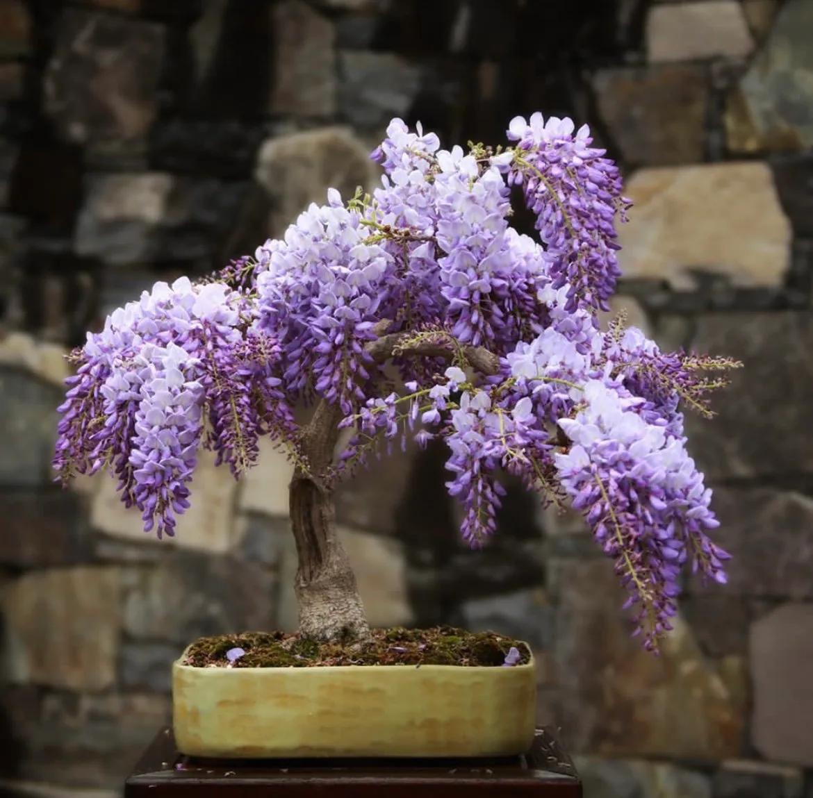 Bonsai Fioriti: Bellezza e Semplicità sul tuo Balcone - Quali bonsai fioriscono bonsai fioriti - Quali bonsai fioriscono