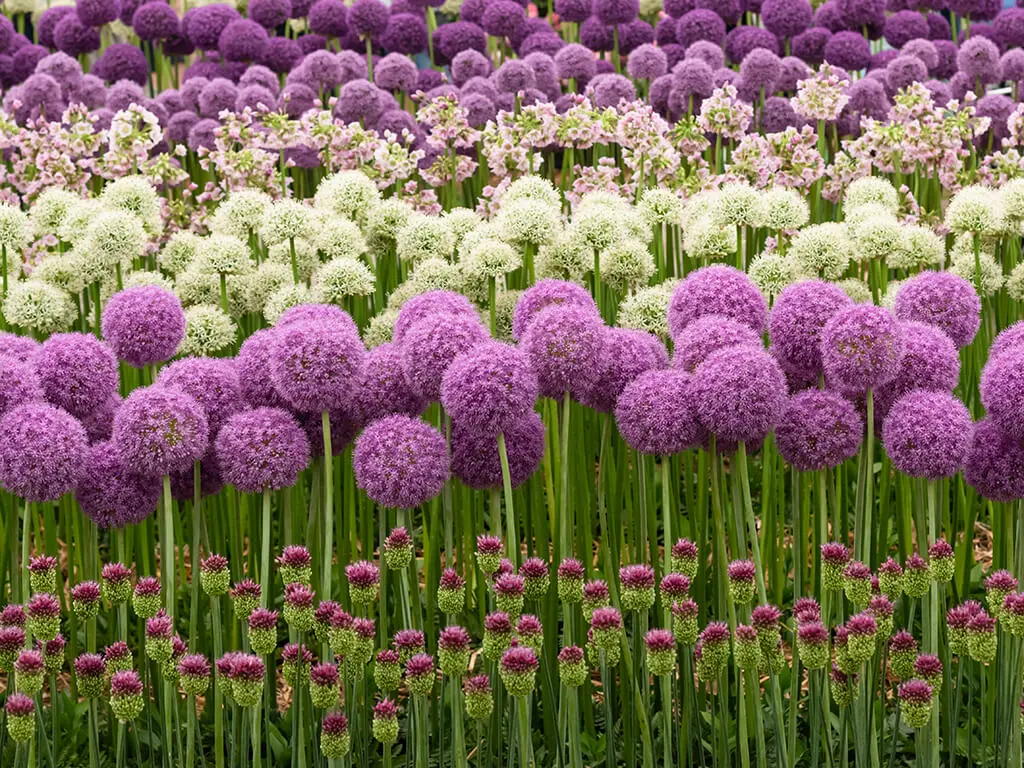bulbi fiori nomi - Quali bulbi fioriscono in estate