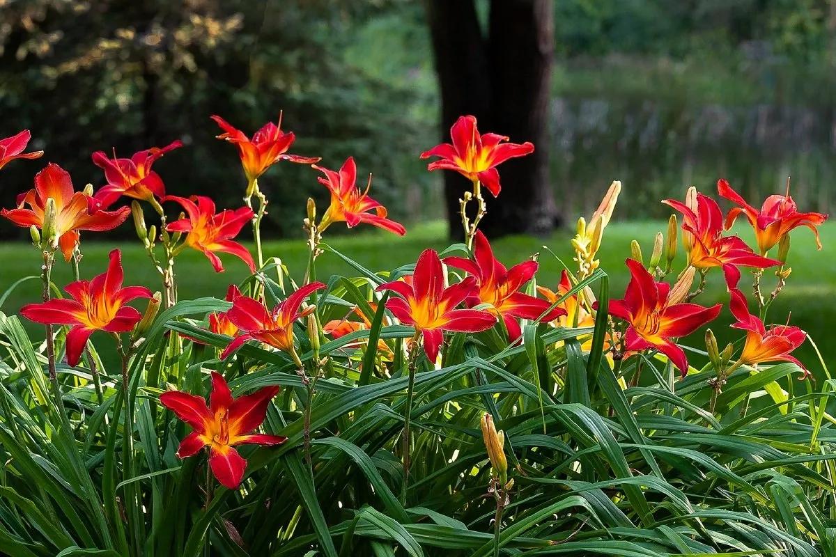 fiori bulbi primaverili - Quali bulbi si possono piantare a marzo