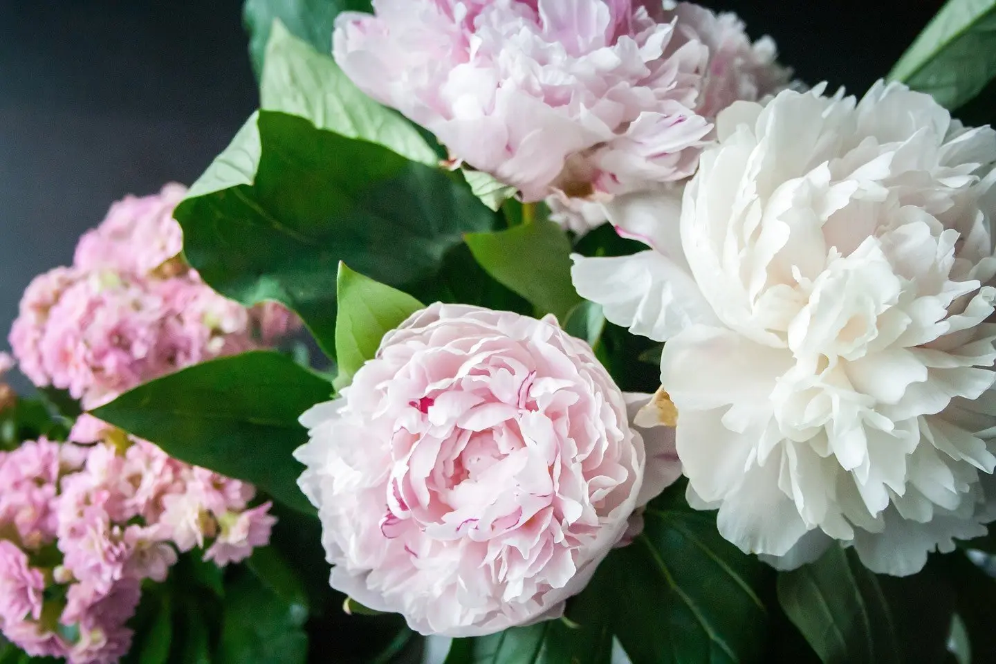 Fiori simili alle peonie: una guida completa - Quali fiori abbinare alle peonie fiori simili alle peonie - Quali fiori abbinare alle peonie