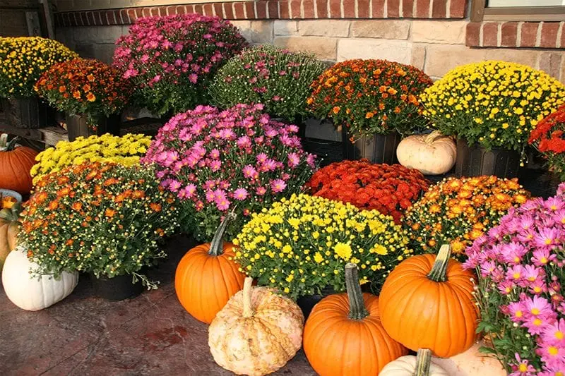 Fiori autunnali: colori e splendore dell'autunno - Quali fiori crescono in autunno fiori autunnale - Quali fiori crescono in autunno
