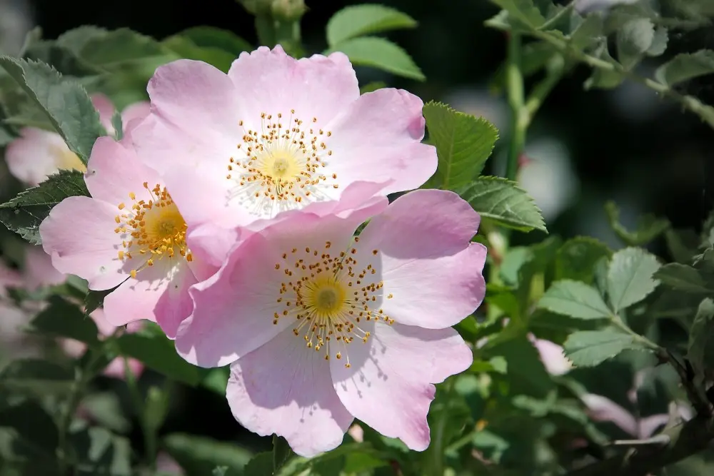 Fiori di Bach per la voglia di vivere: scopri come aumentare la tua autostima - Quali fiori di Bach per l'autostima fiori di bach per la voglia di vivere - Quali fiori di Bach per l'autostima