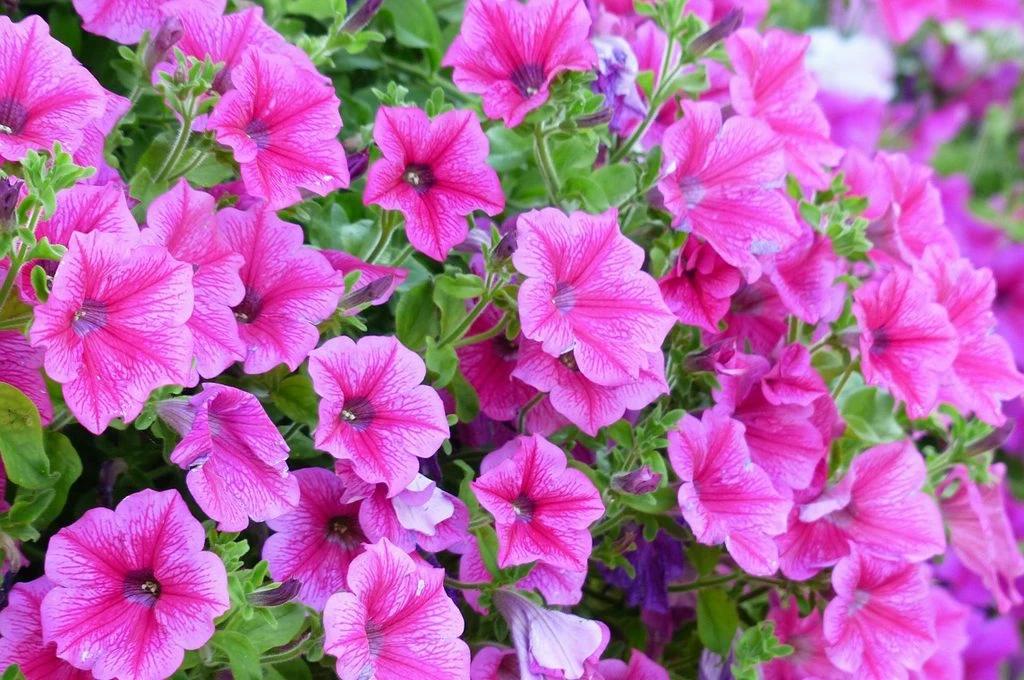 fiori adatti all'ombra - Quali fiori mettere sul balcone a nord