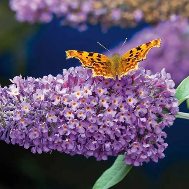 Quali fiori piantare per aiutare le api e farfalle - Quali fiori piantare per aiutare le api fiori per api e farfalle - Quali fiori piantare per aiutare le api