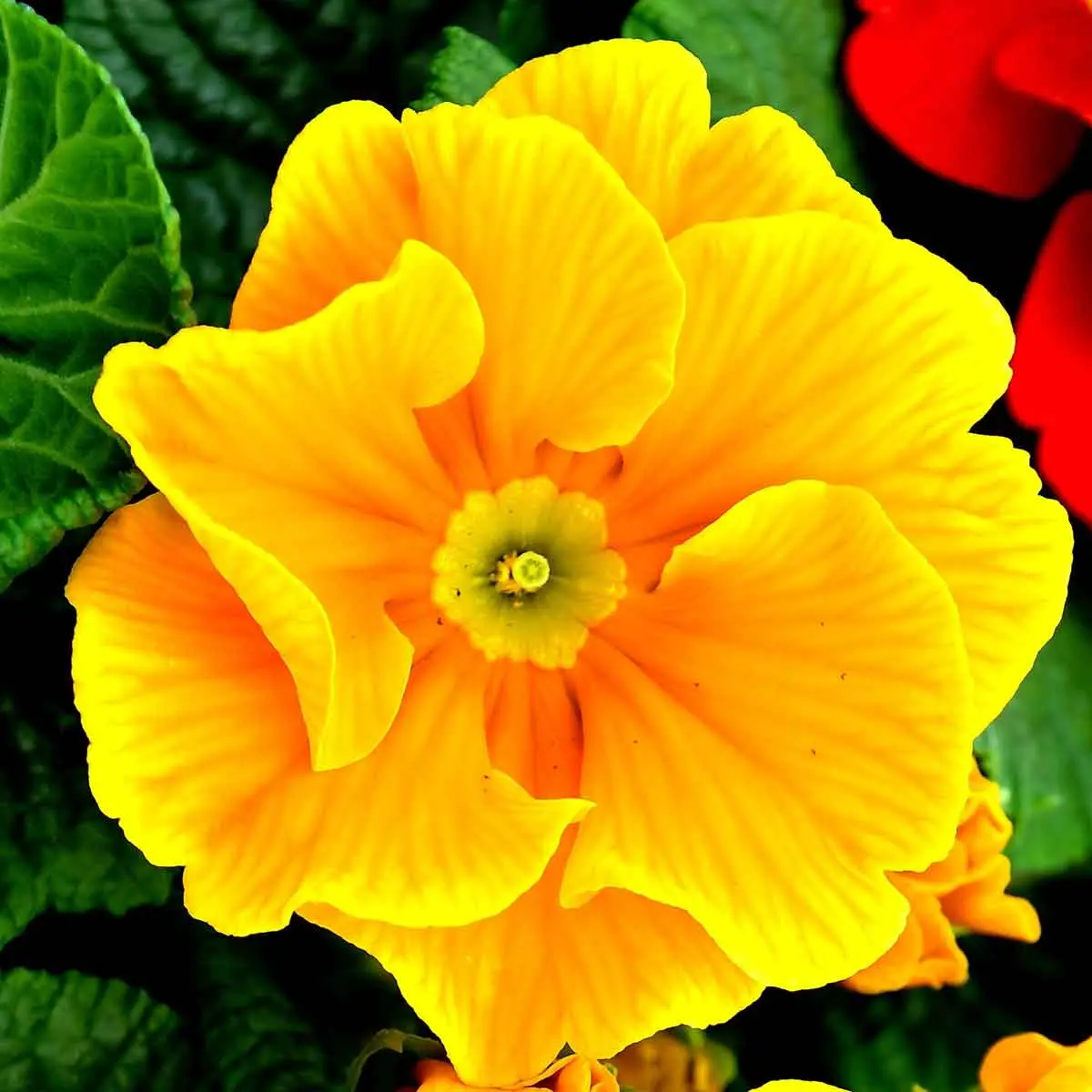fiori di pasqua - Quali fiori regalare a marzo