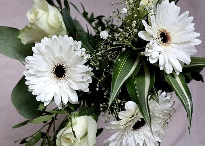 Fiori eleganti: scopri quali sono i più raffinati - Quali fiori sono eleganti fiori eleganti - Quali fiori sono eleganti