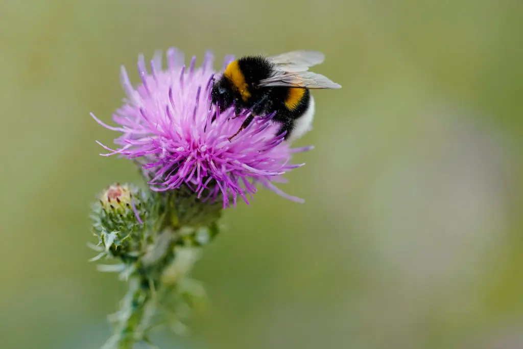 Fiori per api: attrarre e proteggere gli impollinatori nel tuo giardino - Quali fiori sul balcone per le api fiori per api - Quali fiori sul balcone per le api
