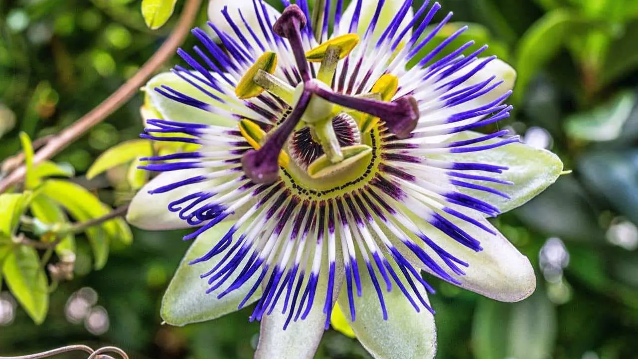 Fiore della Passione: Un Frutto Commestibile dal Potere Straordinario - Quali frutti della passione sono commestibili fiore della passione frutto commestibile - Quali frutti della passione sono commestibili
