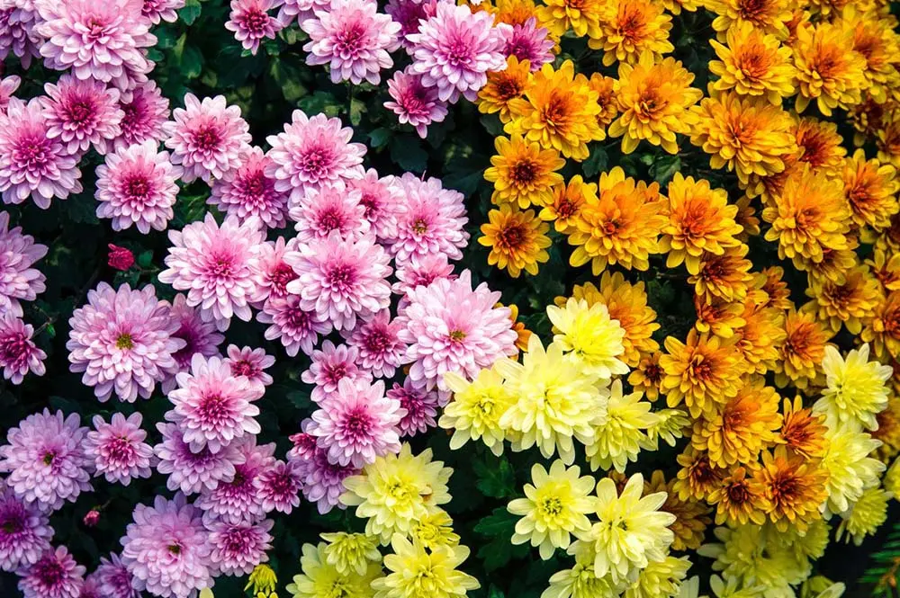 Quali sono i fiori dei morti? - Quali i fiori dei morti fiori dei morti quali sono - Quali i fiori dei morti