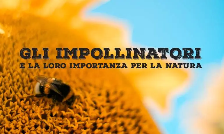 Insetto Fiore: Gli Impollinatori del Regno Animale - Quali insetti succhiano il nettare dei fiori insetto fiore - Quali insetti succhiano il nettare dei fiori