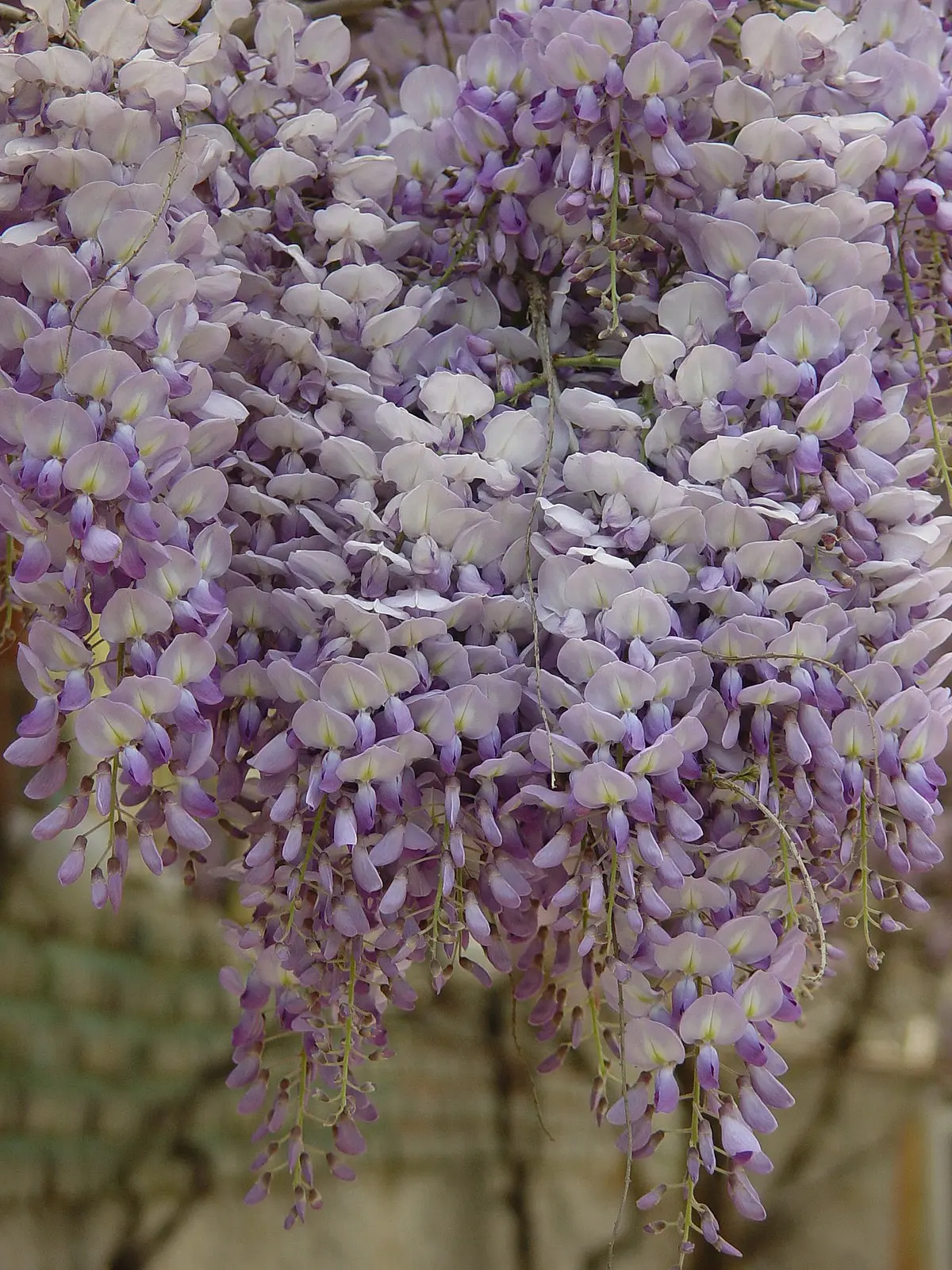 Fiori Glicine Velenosi: Tutto ciò che devi sapere - Quali parti del glicine sono velenose fiori glicine velenosi - Quali parti del glicine sono velenose