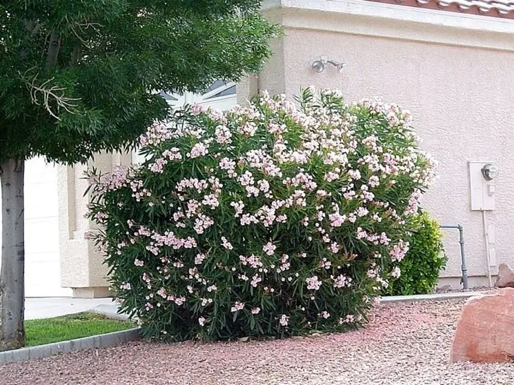 Oleandro a fiore triplo: una bellezza floreale triplicata - Quali piante abbinare all oleandro oleandro a fiore triplo - Quali piante abbinare all oleandro