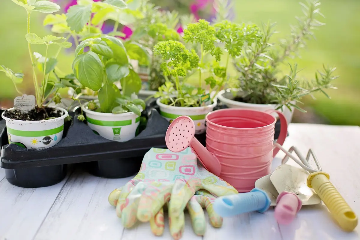 Fioriere piante aromatiche: come abbinarle e posizionarle - Quali piante aromatiche possono stare al sole fioriere piante aromatiche - Quali piante aromatiche possono stare al sole