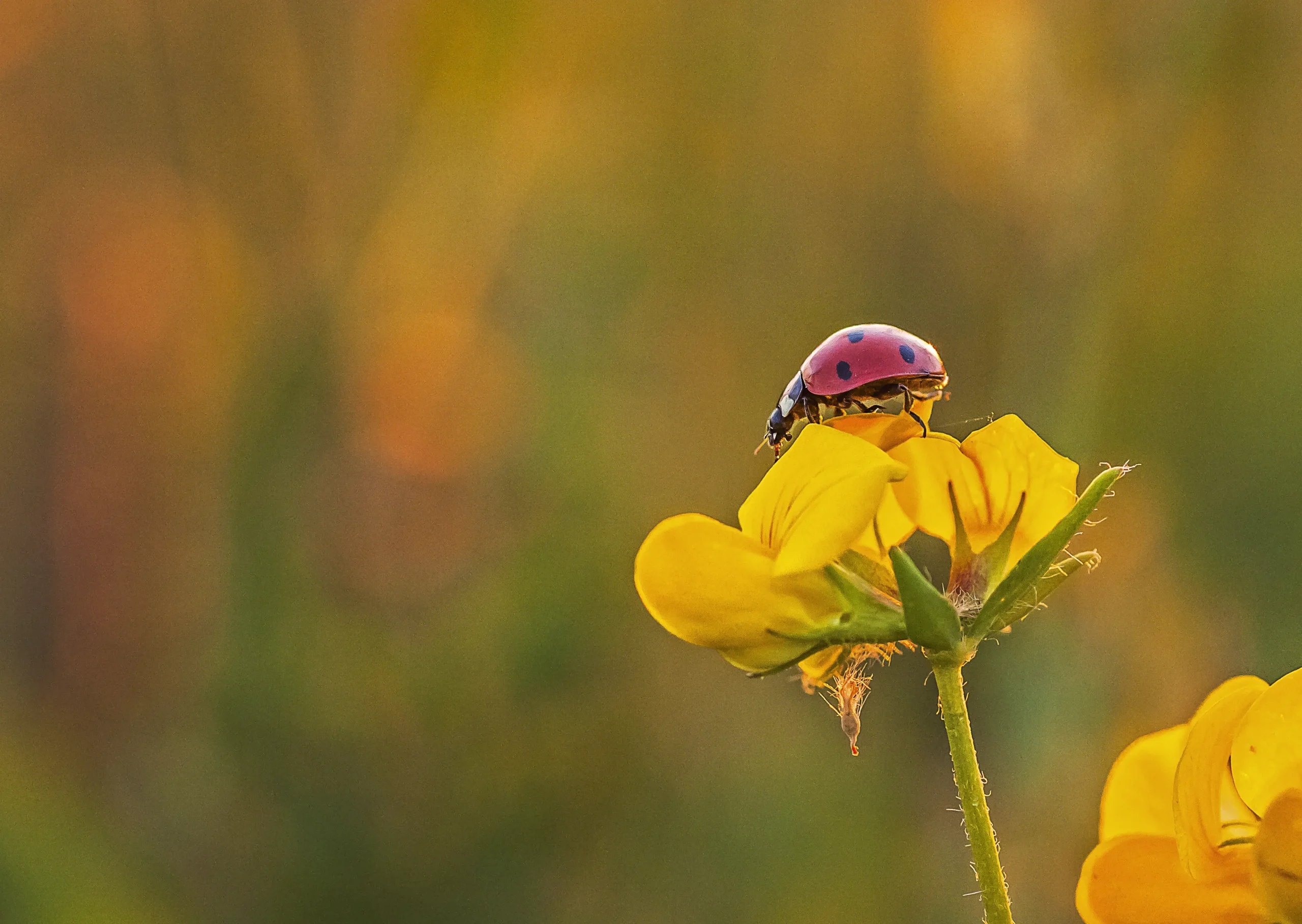 immagini coccinella su fiore - Quali piante attirano le coccinelle