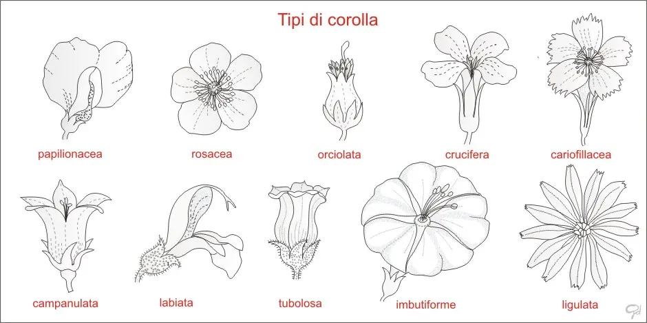 Fiori unisessuali - Quali piante fanno parte delle angiosperme fiori unisessuali - Quali piante fanno parte delle angiosperme