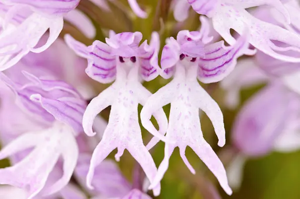 Fiori che sembrano gatti: una combinazione perfetta di natura e dolcezza - Quali piante grasse sono velenose per i gatti fiori che sembrano gatti - Quali piante grasse sono velenose per i gatti