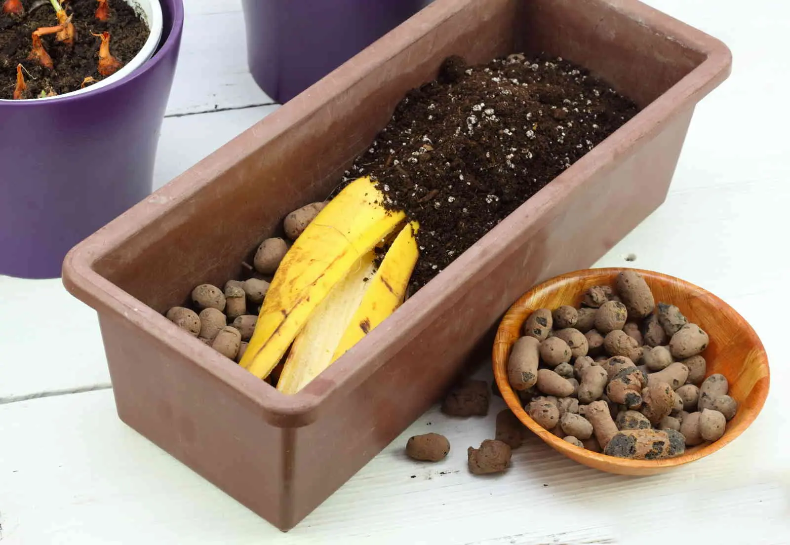 concime per fiori fatto in casa - Quali piante non concimare con fondi di caffè
