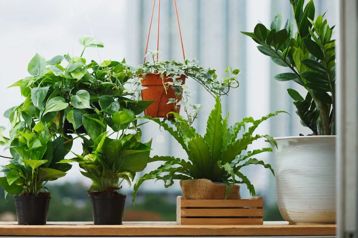 Fiori che non hanno bisogno di luce - Quali piante non necessitano di luce fiori che non hanno bisogno di luce - Quali piante non necessitano di luce