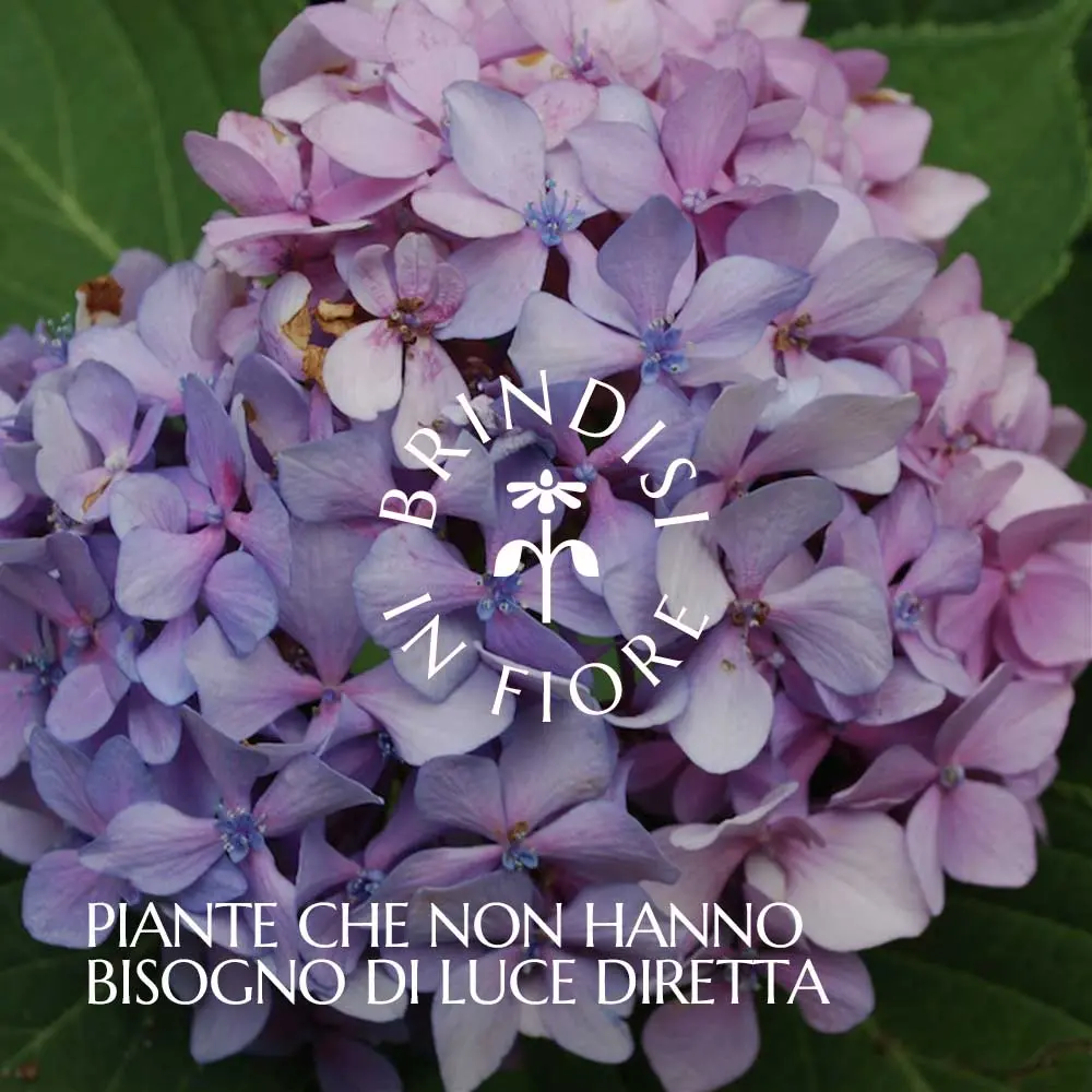 Piante che prosperano con poca luce: guida completa