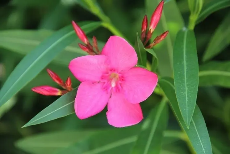 talee fiori - Quali piante posso riprodurre per talea