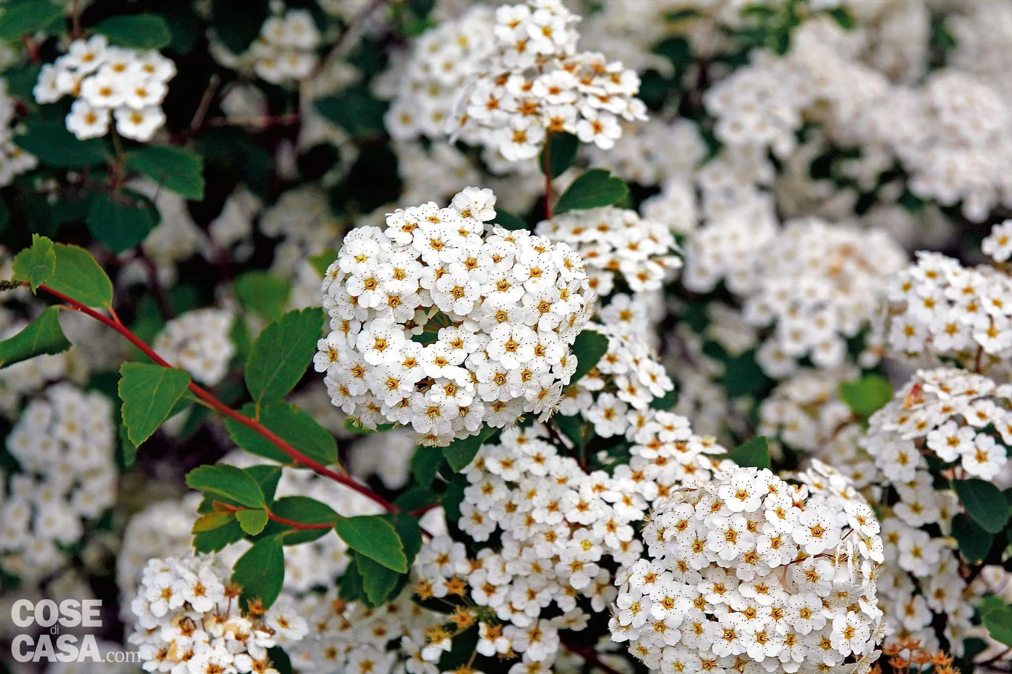 fiori sempre verdi - Quali piante sempreverdi