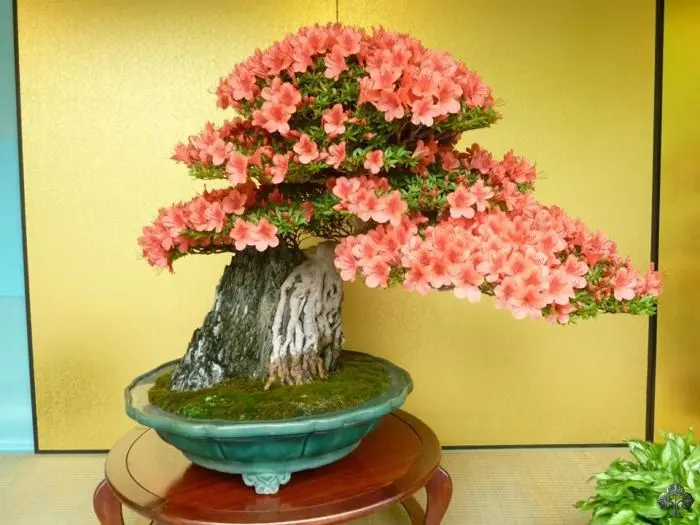 bonsai da fiore - Quali piante si possono trasformare in bonsai