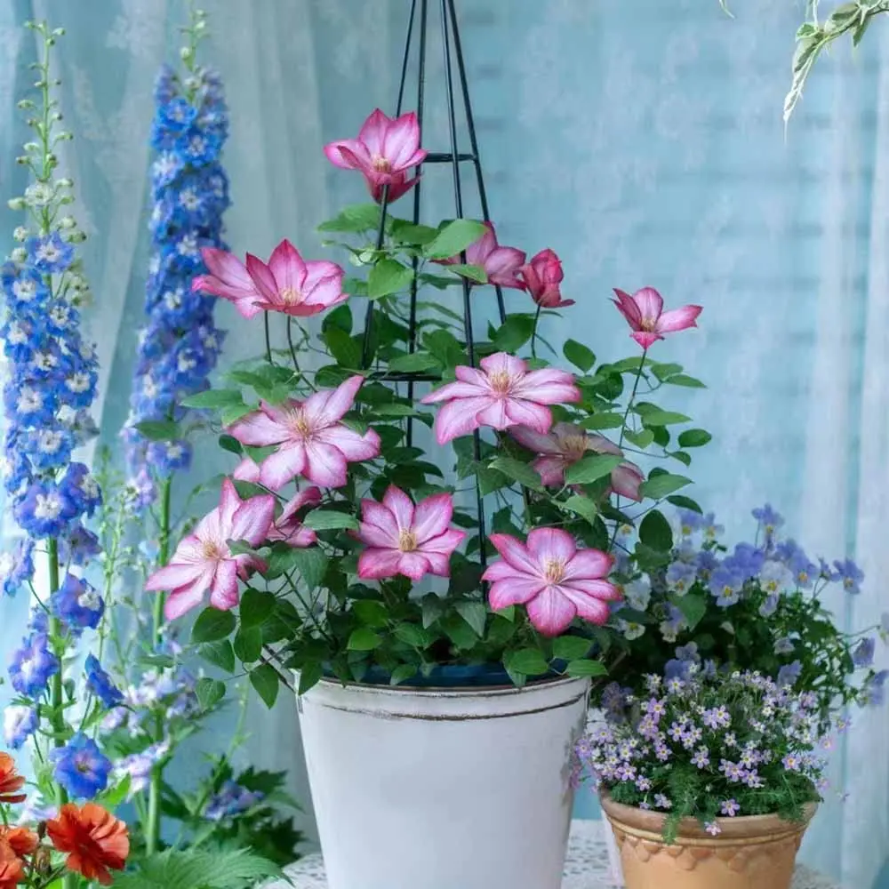 fiori rampicanti perenni da vaso - Quali rampicanti in pieno sole