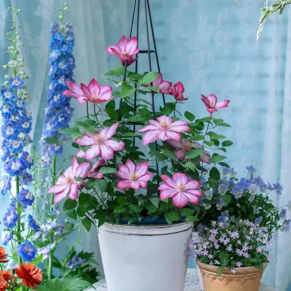 12 Rampicanti Artificiali Di Glicine Blu – 1,1 Metri – Fiori Finti In Seta Per Decorazioni Matrimonio, Casa, Giardino – Azzurro Cielo - 2