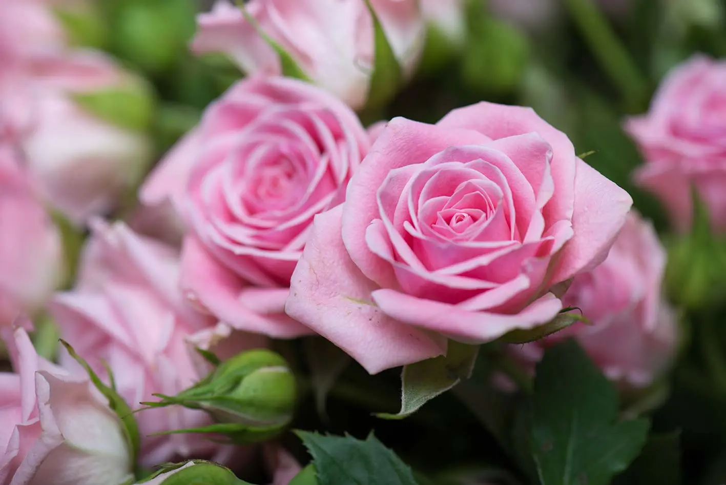 rose grandi fiori - Quali rose piantare in giardino