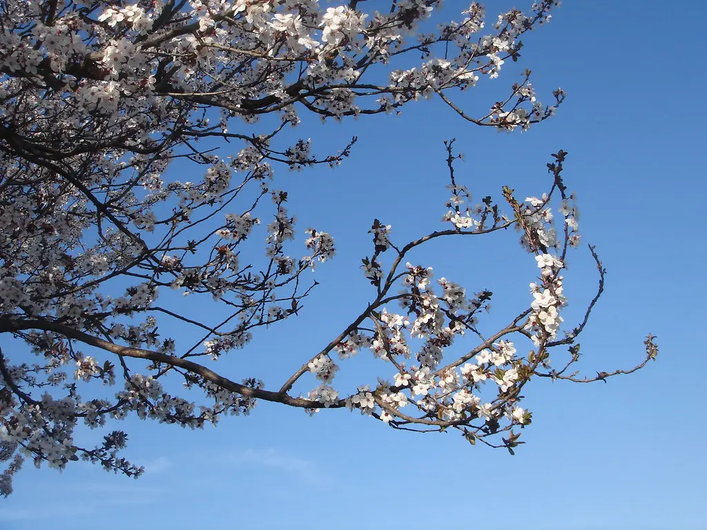 Albero che fiorisce in inverno: una meraviglia naturale - Quali sono gli alberi invernali albero che fiorisce in inverno - Quali sono gli alberi invernali