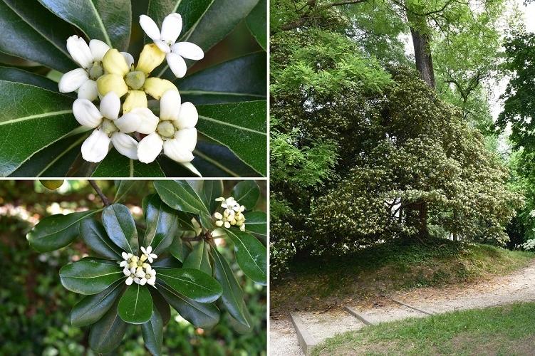 albero con fiori bianchi profumatissimi - Quali sono gli alberi più profumati